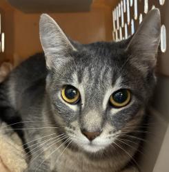 Shelter Stray Female Cat last seen Taylors Ferry, OR, 1700 W Historic Columbia River Hwy, Troutdale, OR 97060, USA