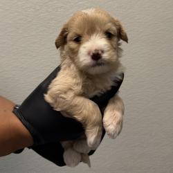 Shelter Stray Male Dog last seen 51st Street, San Diego, CA, 92114, 5500 Gaines St, San Diego, CA 92110, USA