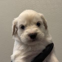 Shelter Stray Male Dog last seen 51st Street, San Diego, CA, 92114, 5500 Gaines St, San Diego, CA 92110, USA