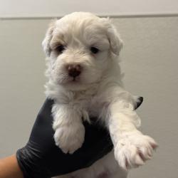 Shelter Stray Female Dog last seen 51st Street, San Diego, CA, 92114, 5500 Gaines St, San Diego, CA 92110, USA