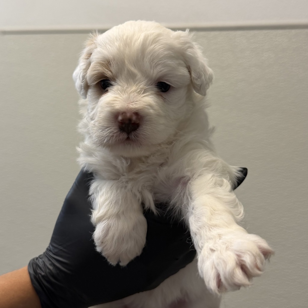 Shelter Stray Female Dog last seen 51st Street, San Diego, CA, 92114, 5500 Gaines St, San Diego, CA 92110, USA