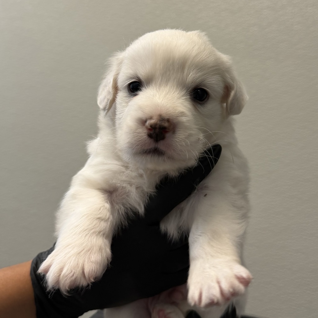 Shelter Stray Male Dog last seen 51st Street, San Diego, CA, 92114, 5500 Gaines St, San Diego, CA 92110, USA