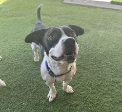 Shelter Stray Male Dog last seen Crows Nest Court, Oceanside, CA, 92057, Oceanside, CA 92058, USA