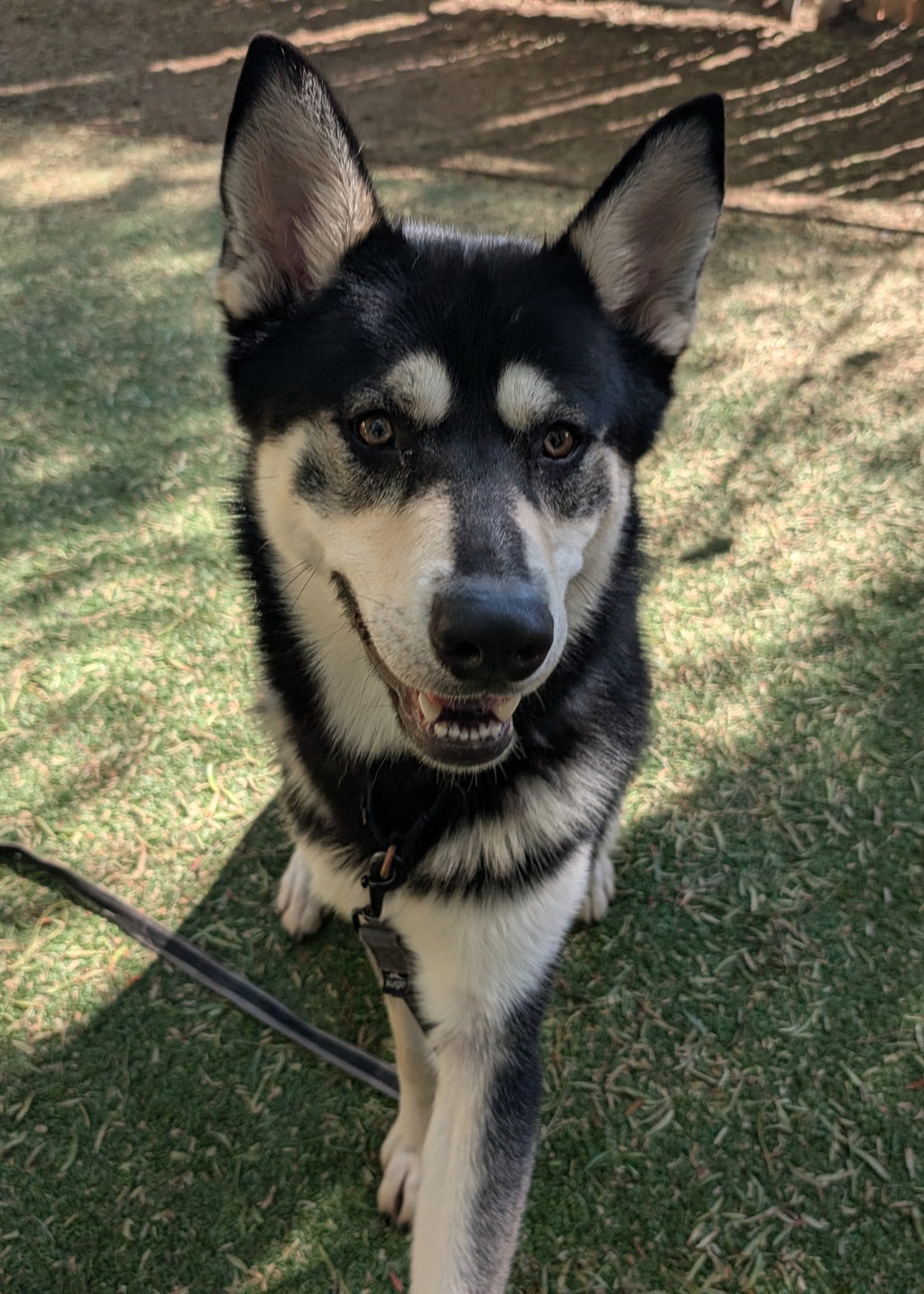 Shelter Stray Male Dog last seen Near Burnet Drive, Escondido, CA, 92027, Escondido, CA 92027, USA