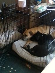 Reunited Male Dog last seen Oravetz road, Auburn, WA 98002