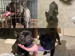 Found/Stray Unknown Dog last seen McGrede St & St Clair, Longview, TX 75605