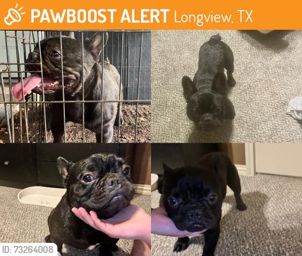 Found/Stray Unknown Dog last seen McGrede St & St Clair, Longview, TX 75605