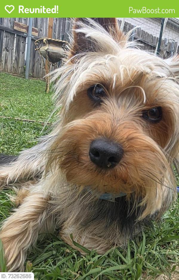 Reunited Male Dog last seen Tarrant main and Euless Street, Euless, TX 76040