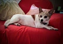 Reunited Female Dog last seen Jordan road, Lyman, SC 29365