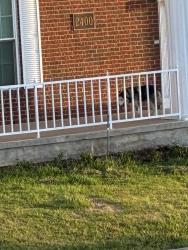 Found/Stray Unknown Dog last seen Across Scott plaza, Fort Worth, TX 76103