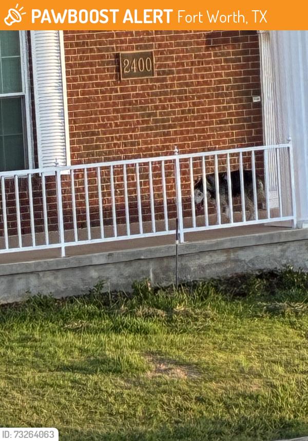 Found/Stray Unknown Dog last seen Across Scott plaza, Fort Worth, TX 76103