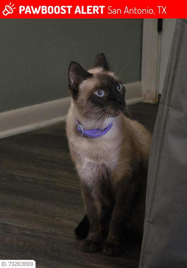 Lost Male Cat last seen Larkhill Dr Crossette Dr Sunshine Ranch Rd, San Antonio, TX 78228