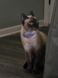 Lost Male Cat last seen Larkhill Dr Crossette Dr Sunshine Ranch Rd, San Antonio, TX 78228