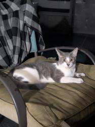 Lost Female Cat last seen 30th Avenue and 29th Street, St. Petersburg, FL 33713