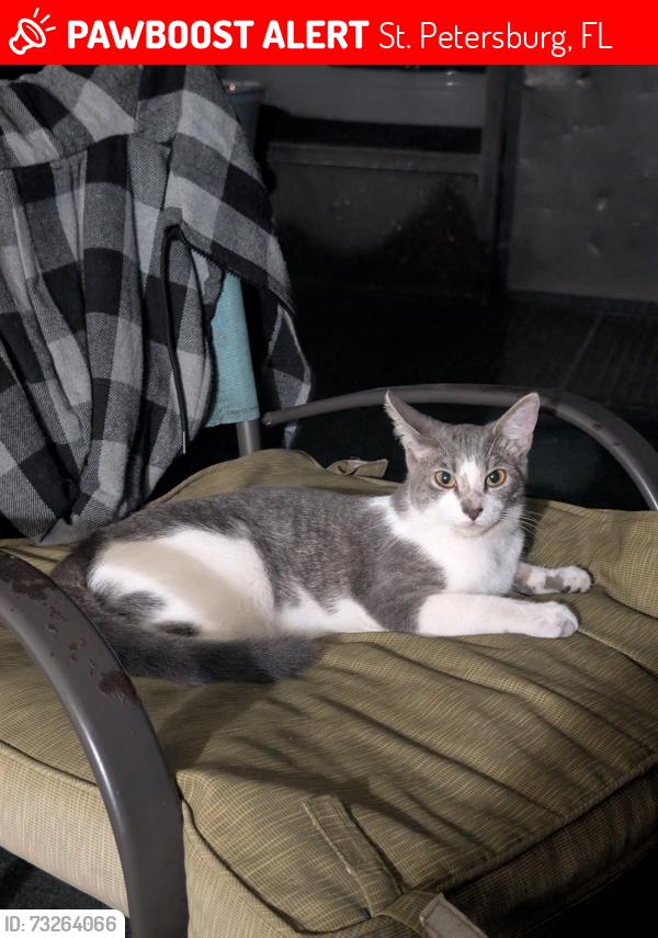 Lost Female Cat last seen 30th Avenue and 29th Street, St. Petersburg, FL 33713