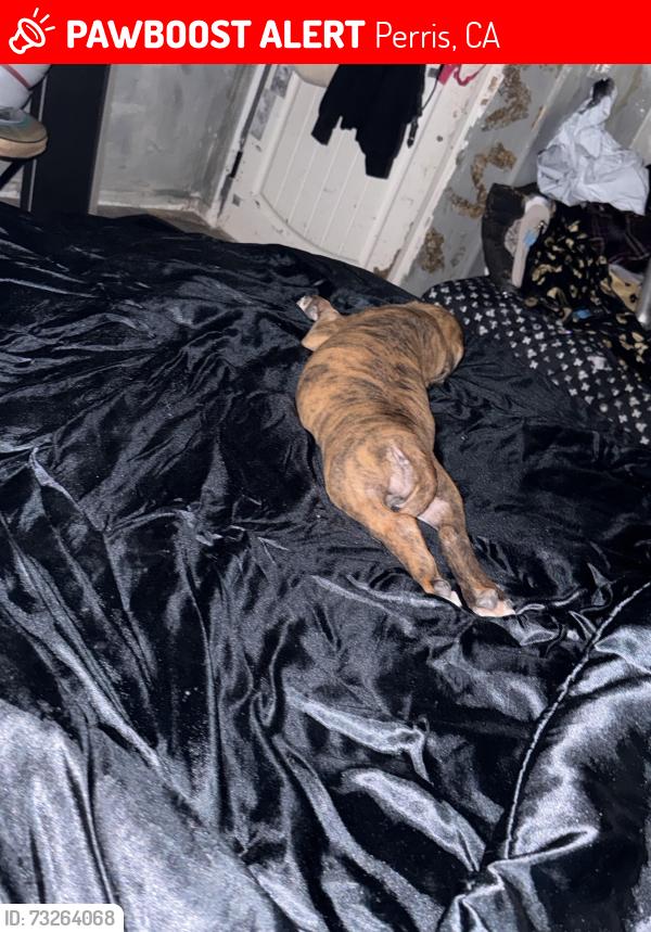 Lost Female Dog last seen Evan’s and moraga, Perris, CA 92571