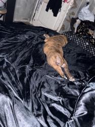 Lost Female Dog last seen Evan’s and moraga, Perris, CA 92571