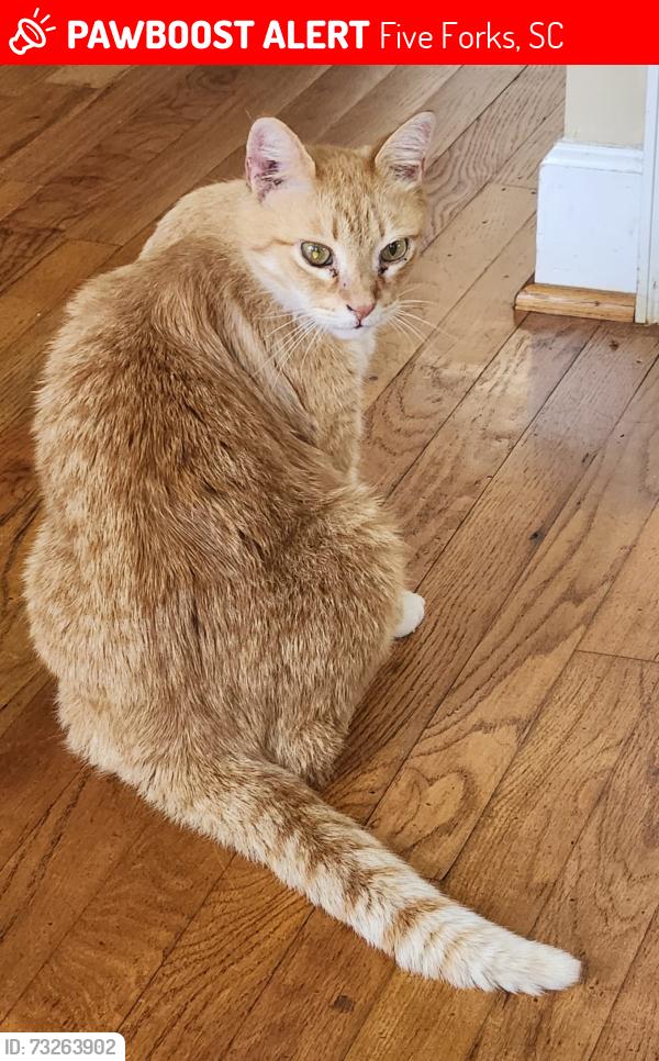 Lost Male Cat last seen Mossy Ledge Ln & Turtle Ln in Asheton Lakes subdivision, Five Forks, SC 29681