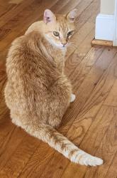 Lost Male Cat last seen Mossy Ledge Ln & Turtle Ln in Asheton Lakes subdivision, Five Forks, SC 29681