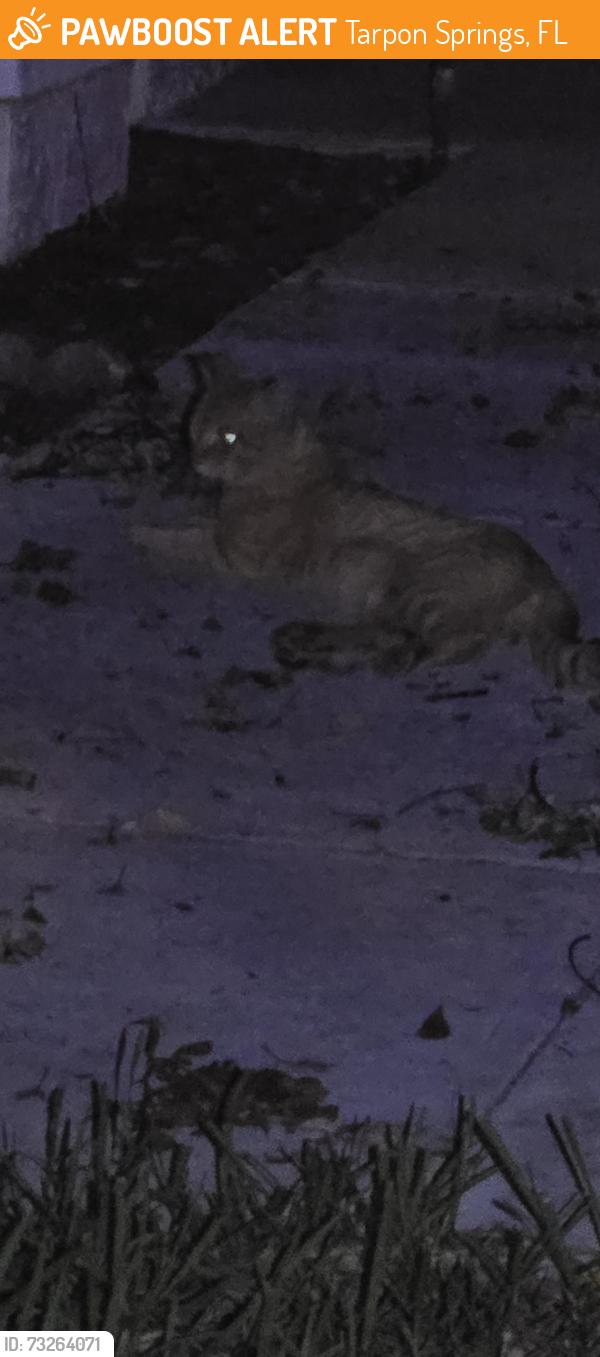 Found/Stray Unknown Cat last seen Curlew Rd & Palomino Dr, Tarpon Springs, FL 34689