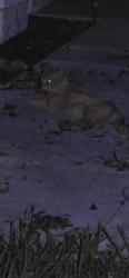 Found/Stray Unknown Cat last seen Curlew Rd & Palomino Dr, Tarpon Springs, FL 34689