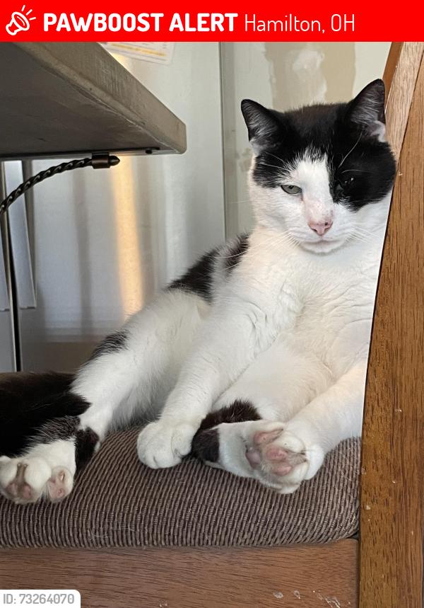 Lost Male Cat last seen Morris Rd. Hamilton Liberty Rd. Tylersville Rd. Route 4, Hamilton, OH 45011