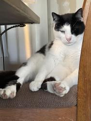 Lost Male Cat last seen Morris Rd. Hamilton Liberty Rd. Tylersville Rd. Route 4, Hamilton, OH 45011