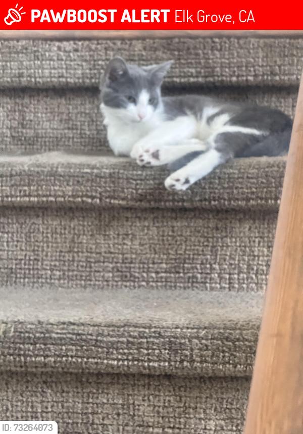 Lost Male Cat last seen Elk Grove florin and calvin, Elk Grove, CA 95829
