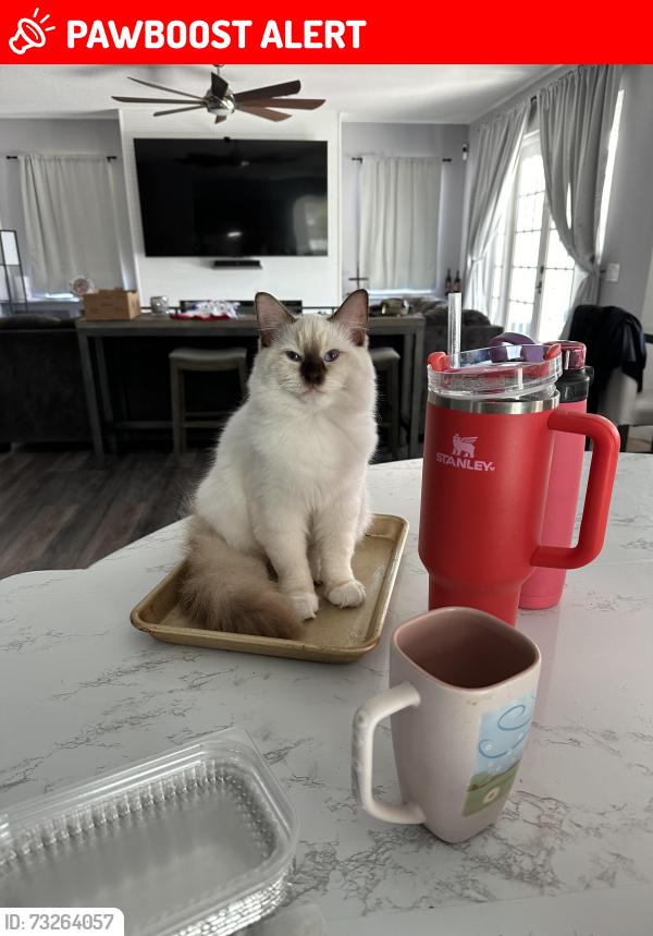 Lost Female Cat last seen Crestwood blvd. Madison Green, Royal Palm Beach, FL 33411