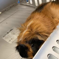 Shelter Stray Male Other last seen , 2350 Appling City Cove, Memphis, TN 38133, USA