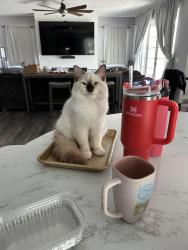 Lost Female Cat last seen Crestwood blvd. Madison Green, Royal Palm Beach, FL 33411