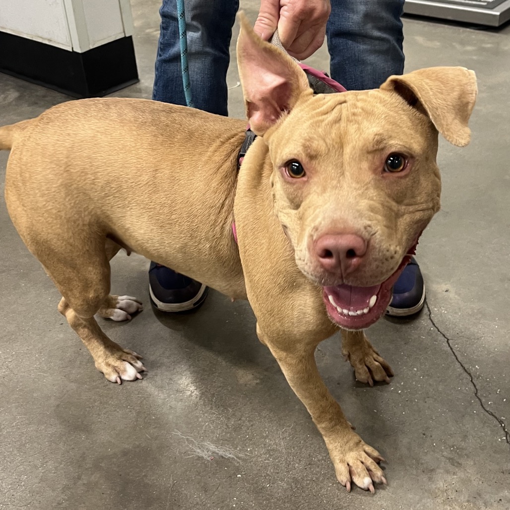 Shelter Stray Female Dog last seen , 3607 N Armenia Ave, Tampa, FL 33607, USA