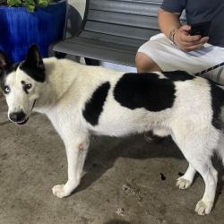 Shelter Stray Male Dog last seen , 3607 N Armenia Ave, Tampa, FL 33607, USA