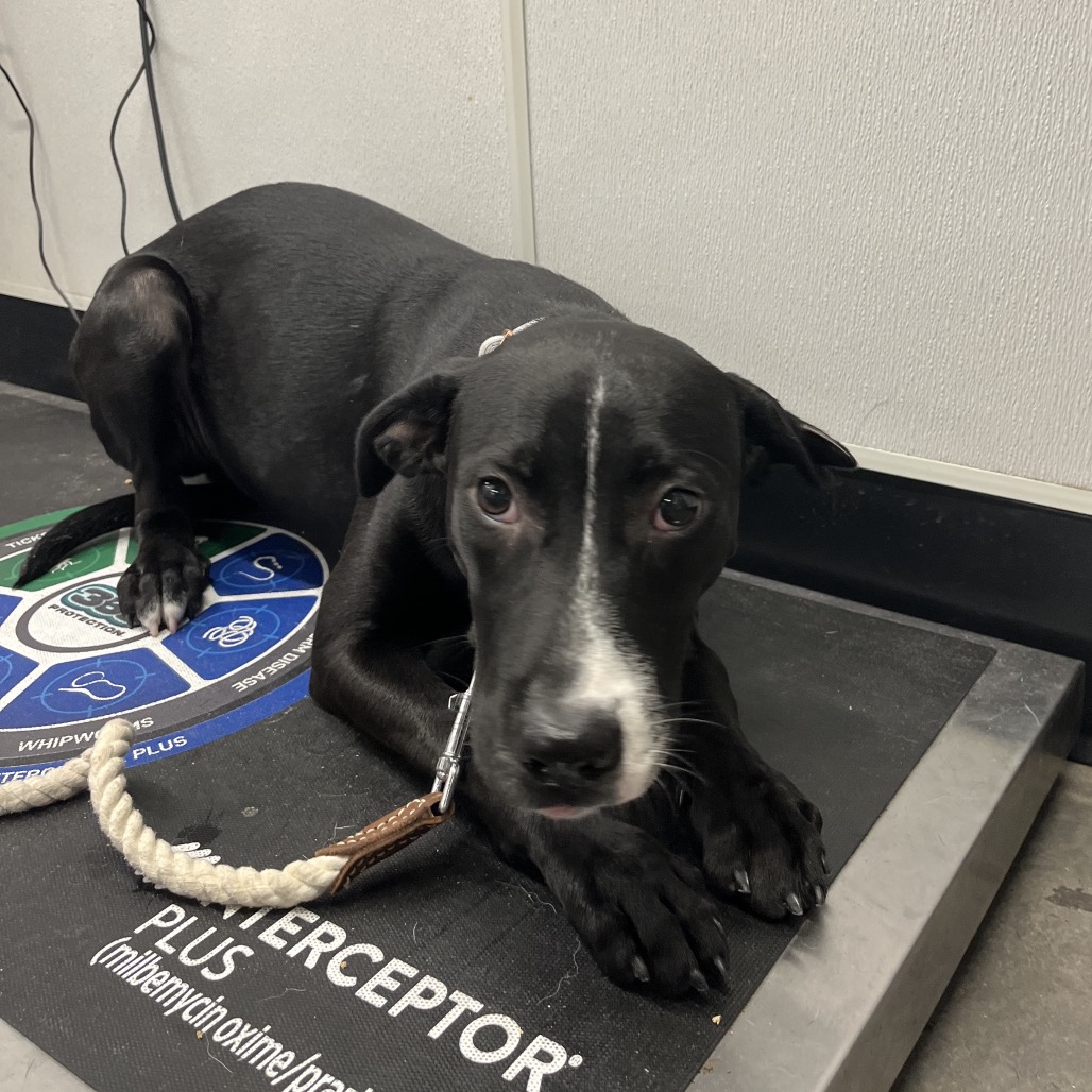 Shelter Stray Male Dog last seen , 3607 N Armenia Ave, Tampa, FL 33607, USA