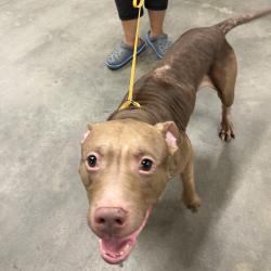Shelter Stray Male Dog last seen , 3607 N Armenia Ave, Tampa, FL 33607, USA