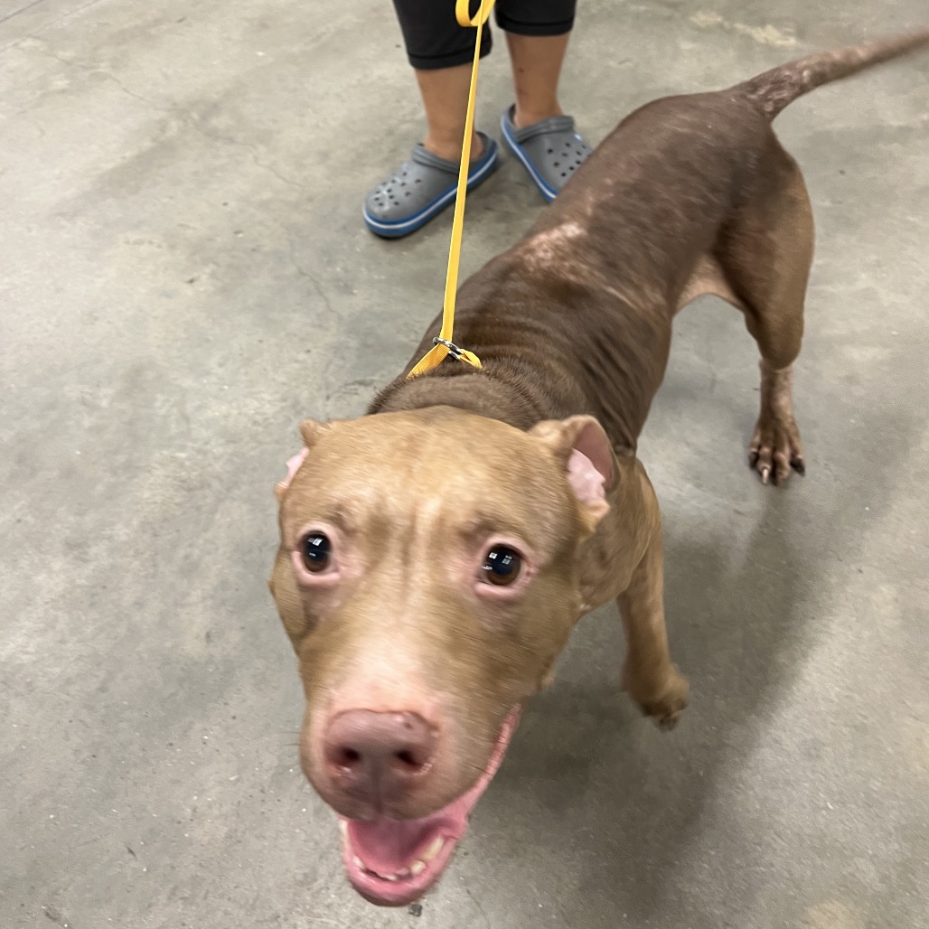 Shelter Stray Male Dog last seen , 3607 N Armenia Ave, Tampa, FL 33607, USA