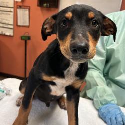 Shelter Stray Male Dog last seen , 11665 US-89, Flagstaff, AZ 86004, USA