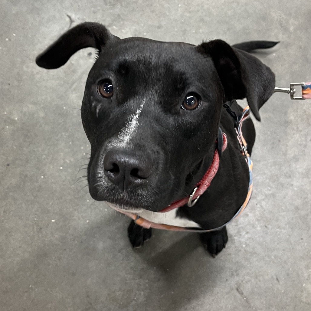 Shelter Stray Female Dog last seen , 3607 N Armenia Ave, Tampa, FL 33607, USA