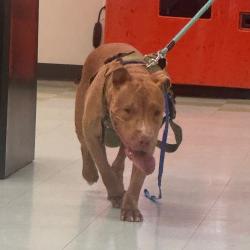 Shelter Stray Male Dog last seen , Animal Care & Control Team of Philly, 111 W Hunting Park Ave, Philadelphia, PA 19140, USA