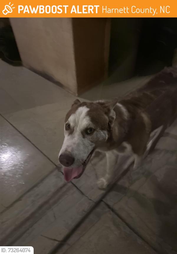 Found/Stray Male Dog last seen Carson Gregory & Highway 55, Harnett County, NC 27521