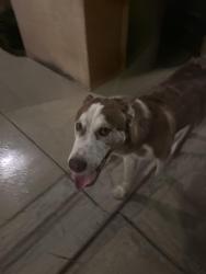 Found/Stray Male Dog last seen Carson Gregory & Highway 55, Harnett County, NC 27521