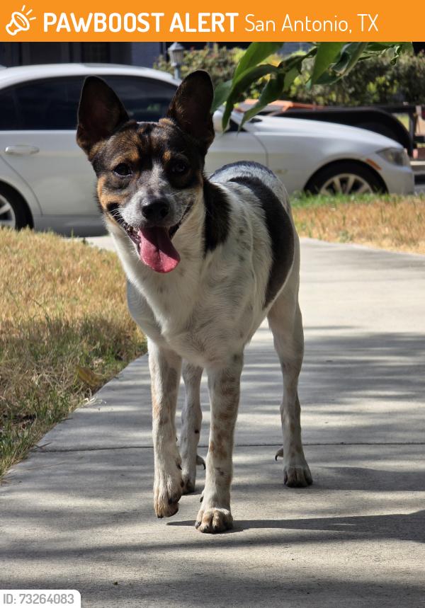 Found/Stray Male Dog last seen Jefferson High School, San Antonio, TX 78228
