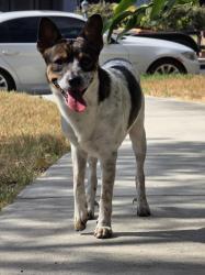 Found/Stray Male Dog last seen Jefferson High School, San Antonio, TX 78228