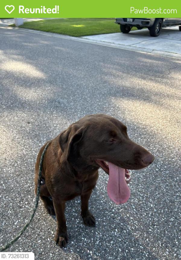 Reunited Female Dog last seen S Golfview Dr and Paddock Dr, Plant City, FL 33566
