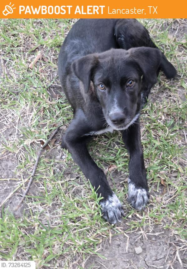 Found/Stray Unknown Dog last seen Cloverleaf and beltline, Lancaster, TX 75146