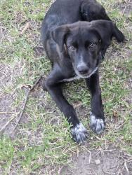 Found/Stray Unknown Dog last seen Cloverleaf and beltline, Lancaster, TX 75146