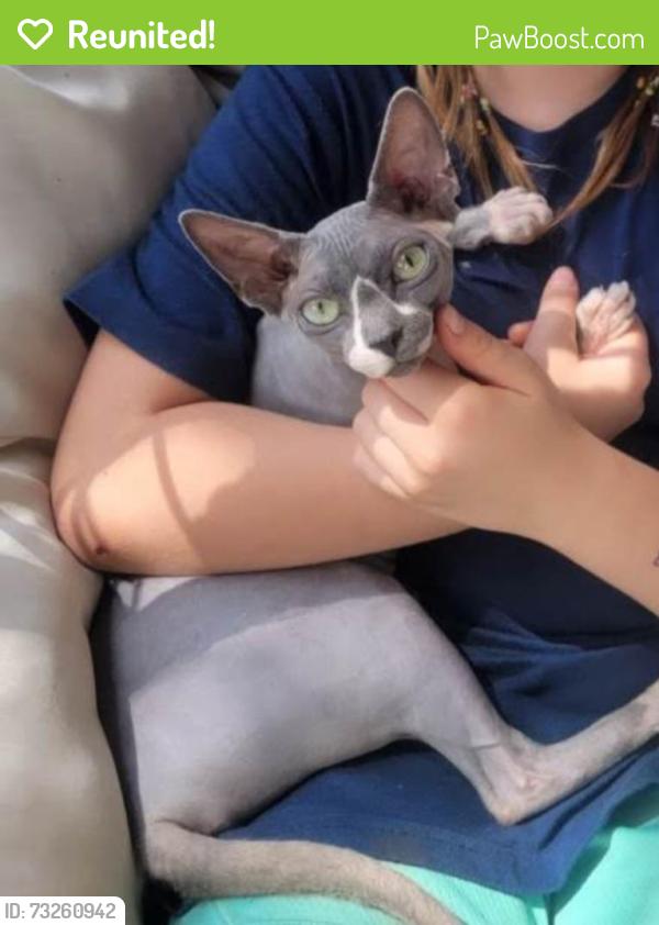 Reunited Female Cat last seen Addictive Apparel, Everett, PA 15537