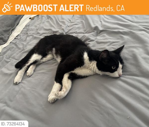 Found/Stray Unknown Cat last seen Cajon and Palm, Redlands, CA 92373