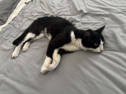 Found/Stray Unknown Cat last seen Cajon and Palm, Redlands, CA 92373