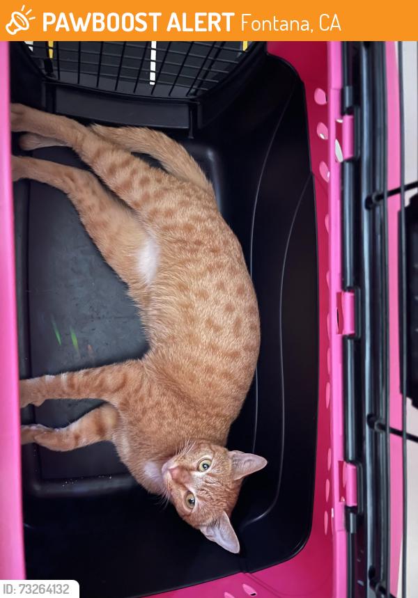 Found/Stray Female Cat last seen Cherry and Arrow, Fontana, CA 92335